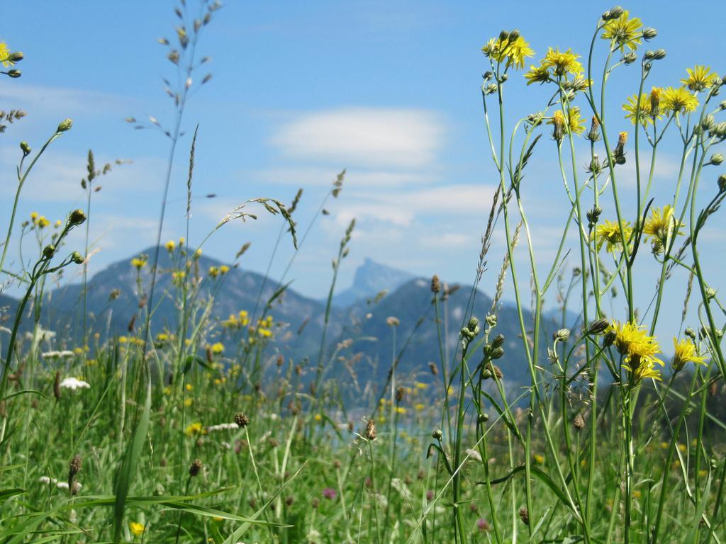 Bauernhof Unterhoefner Villa Hof bei Salzburg Exteriör bild